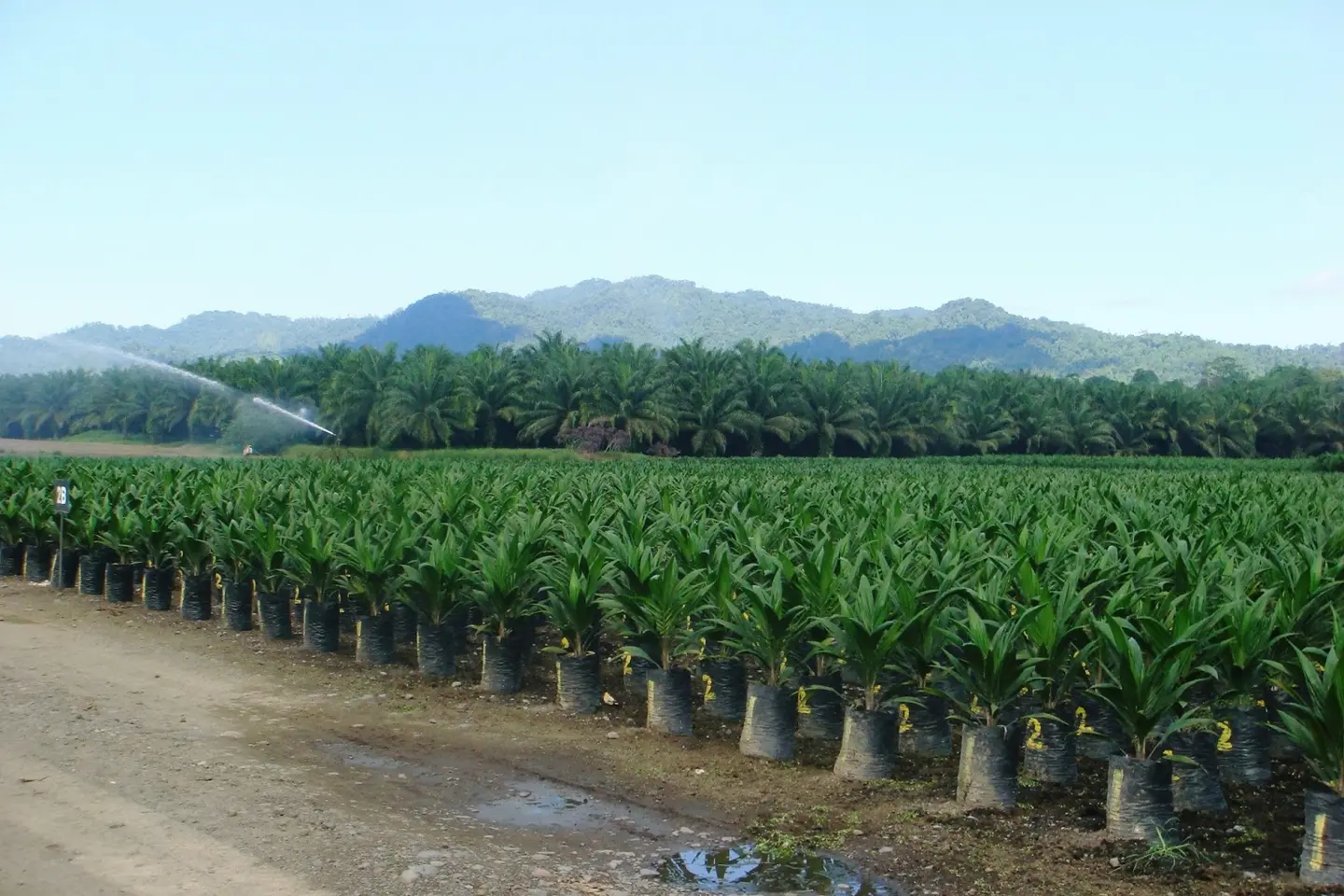 A good example of how such development projects can deliver both development and community benefits is the growth of palm oil plantations in Guadalcanal.