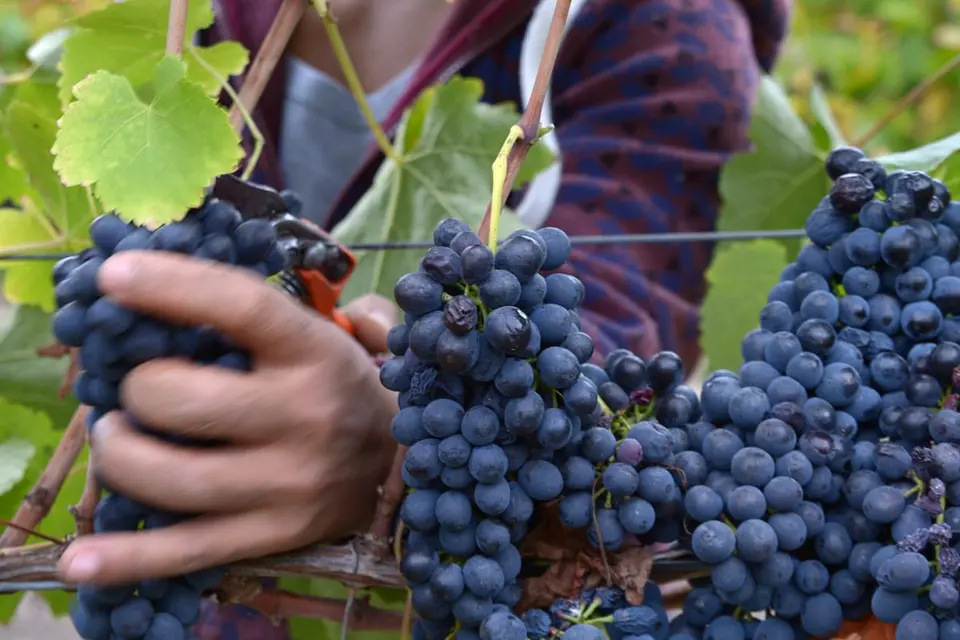 The reality that local food relies on global migration is one consumers and marketers can and do ignore, but policymakers absolutely shouldn’t.