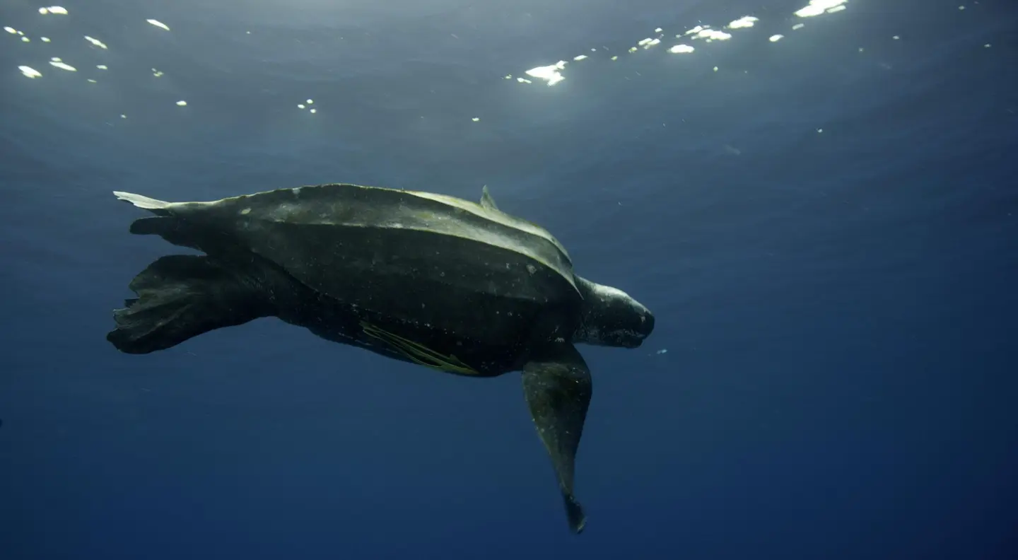 “We're fighting against extinction at this point” Kelly adds. “But there’s still hope and enough turtles, we believe, that the western Pacific leatherback population can recover. We haven't hit the tipping point, yet.”