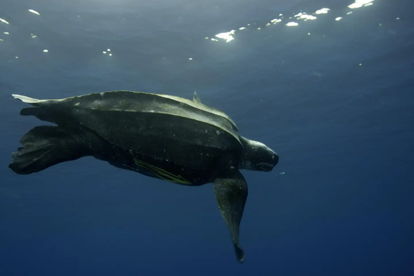 “We're fighting against extinction at this point” Kelly adds. “But there’s still hope and enough turtles, we believe, that the western Pacific leatherback population can recover. We haven't hit the tipping point, yet.”