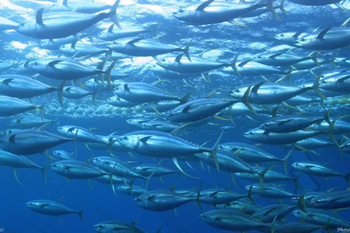 Pacific Island countries have worked with fishing nations to secure crucial protection measures next year for an industry worth over US$1 billion to local economies and employing around 24,000 following global meetings last week.