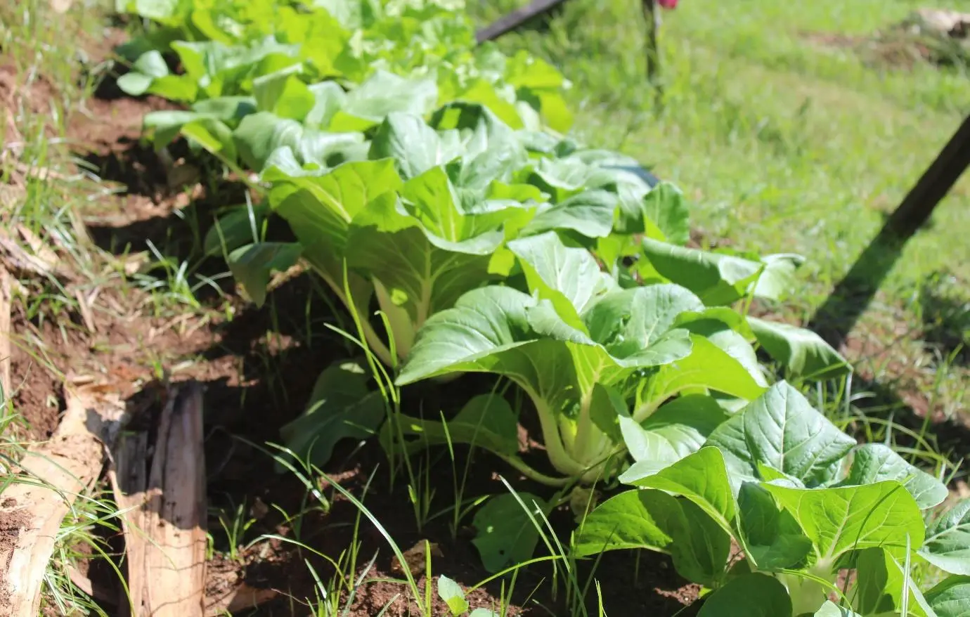 Kastom Gaden Association, a local civil society organisation, has not only provided seeds during the current period of restrictions in Honiara, but has also acted as a training provider and information centre for local communities.