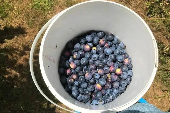 There are few statistics on and little public awareness of the role of refugees in Australian agriculture. The best figure we have is that 53% of this workforce are Australian nationals or permanent residents, but how many of these are relatively recent arrivals who have come here via our humanitarian program, we just don’t know.