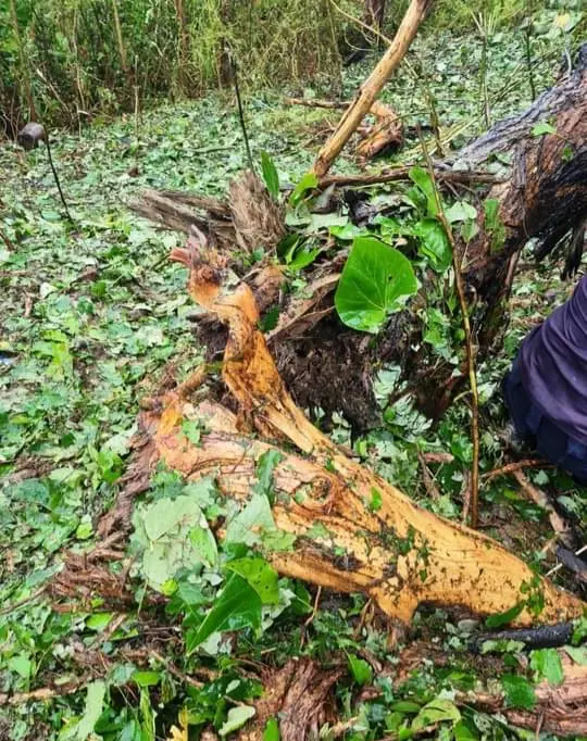 Officer in-charge of the EOD team, Inspector Clifford Tunuki says, “The EOD team have responded to the incident and secured the scene for further enquiry.”