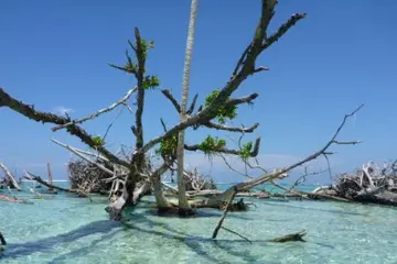 Lead negotiator for Solomon Islands, Dr. Melchior Mataki said Solomon Islands, and the Pacific, want greater commitments from bigger polluters to reduce emissions, a new climate finance goal and greater support to help poorer countries.