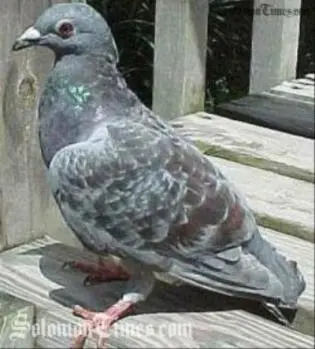 This is the common Solomon Islands 'Kurukuru' widely known as the Pigeon.
