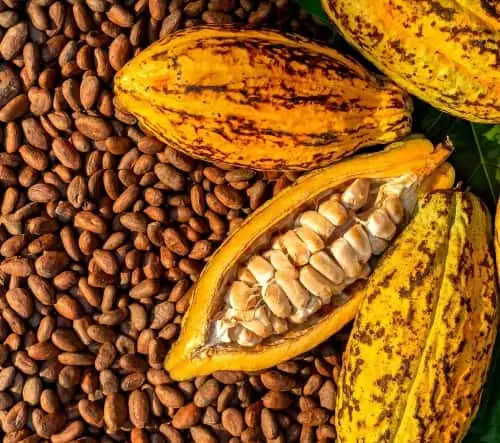 Current world market price for cocoa fluctuates between USD9,000 to USD10,000 per ton, the highest in history and the local domestic price for dried cocoa beans in the country sits around $50-$60 per kg.