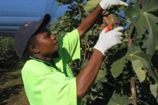 "We are very pleased that Solomon Islands have responded quickly to Australia's invitation to participate in the Pacific Seasonal Worker Pilot Scheme," said Mr Marles.
