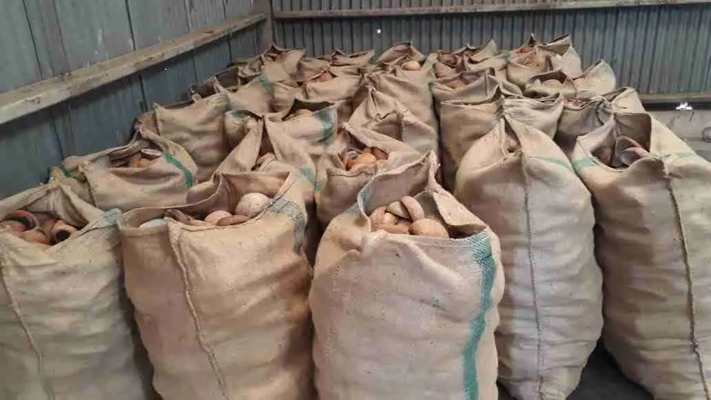 For much of the rural Solomon Islands agriculture would be the only form of economic activity, many are informal establishments supplying exporters in Honiara.
