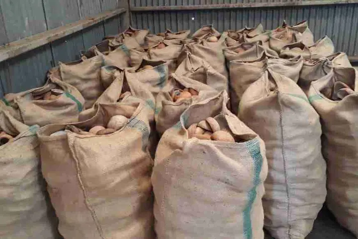 For much of the rural Solomon Islands agriculture would be the only form of economic activity, many are informal establishments supplying exporters in Honiara.