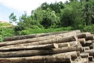 The logging industry contributes well over 30% of the country's GDP.