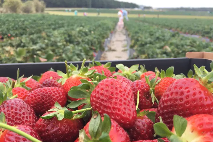 The Seasonal Worker Programme is seen by many locals as an opportunity to work in Australia - particularly in the agriculture sector.