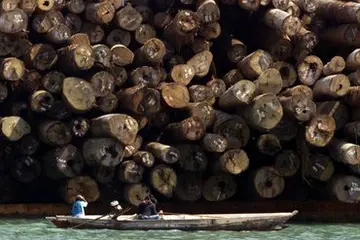 For decades, logging has played a central role for the economy of the Solomon Islands and with the recent serious effects of logging, the Government is now putting harsher measures.