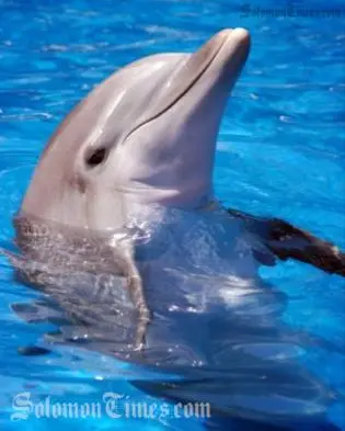 It also found that as dolphin populations in the region do not intermingle, individual populations should be managed separately.