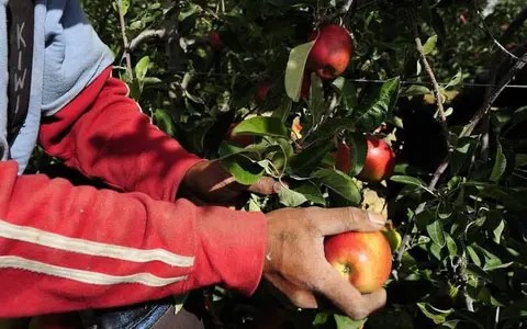 The Solomon Islands Government express the need to improve Solomon Islands participation in the Australian Seasonal Workers Programs which has declined since joining the scheme in 2012