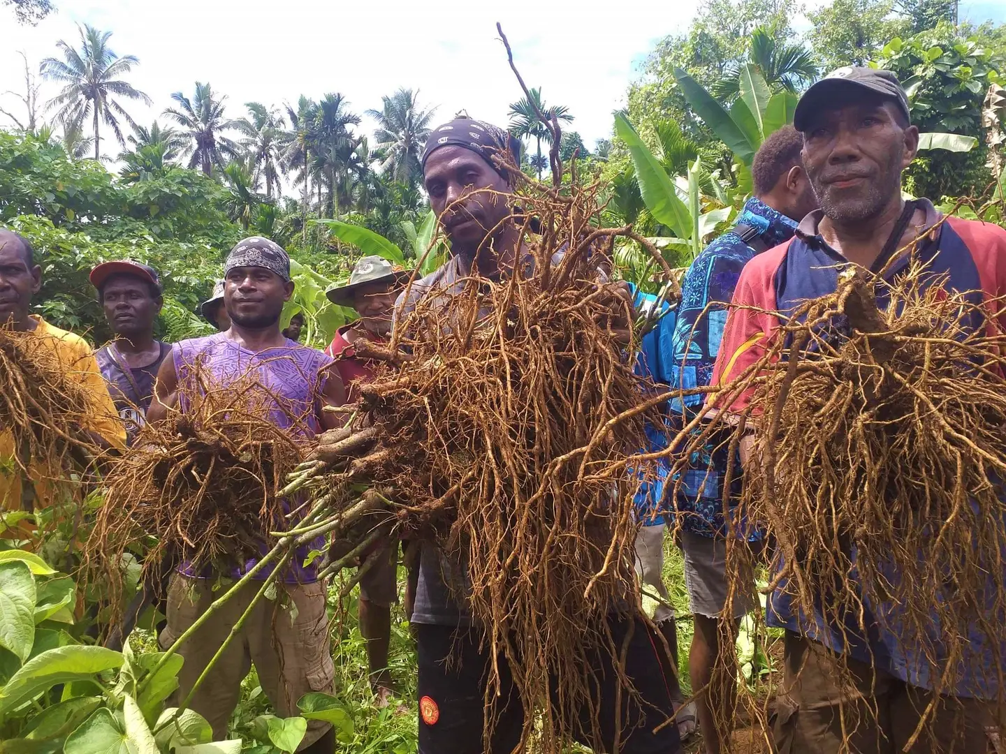 He says that in 2018 kava production on Guadalcanal was 1.2 metric tonnes, compare that to other provinces like Isabel which recorded 12 metric tonnes during the same period.