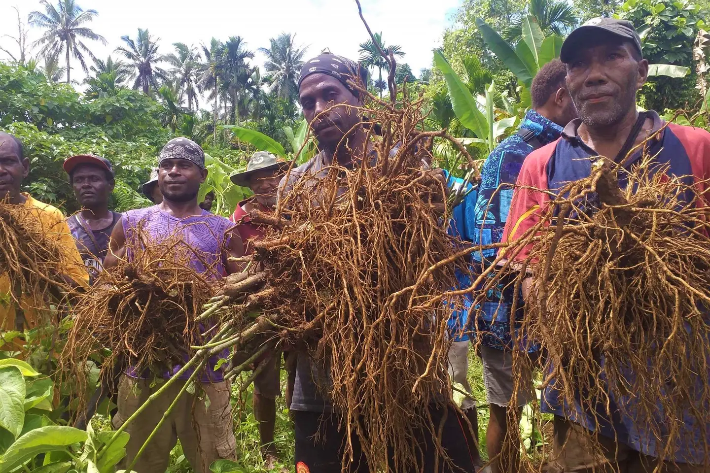 He says that in 2018 kava production on Guadalcanal was 1.2 metric tonnes, compare that to other provinces like Isabel which recorded 12 metric tonnes during the same period.