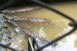 The numbers of crocodiles in Solomon Islands started to increase after the trade in crocodile skin was banned in the early 1980's.