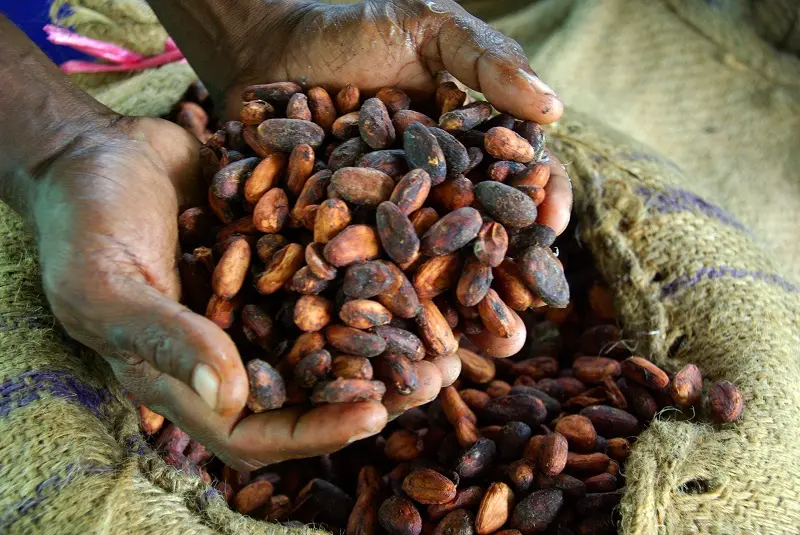 Despite such fluctuations the worldwide appetite for chocolate is expected to increase cocoa demand by 30% in 2020.