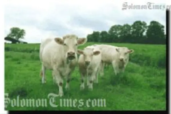 The Cattles will be kept at FoxWood, east of Honiara.