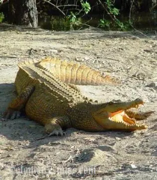 The massive crocodile, similar to the one pictured above, was said to be very close to the village settlement when it was caught.