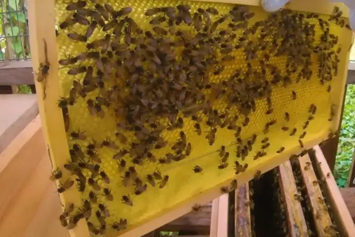 “This has become our sweet success. As from the first five hives we received as part of the SGP support, we’re working to increase the number of colonies up to 50.”