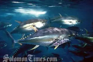 Scientists report that both bigeye and yellowfin species are being overfished and are in danger without significant reductions in annual catches.