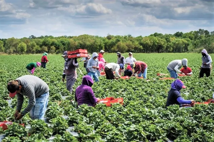 With the recent mobilization, we now have 1053 workers in Australia with demand still growing significantly now that COVID-19 risk management initiatives are in place.