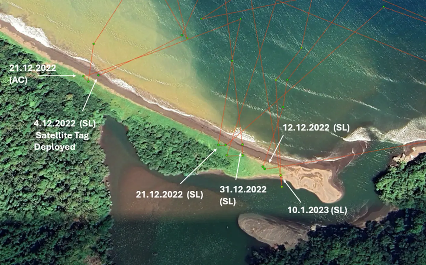 Haevo beach from above, with the visits of one satellite-tagged leatherback: tagged while nesting on 4 December 2022, she came back to lay four more clutches on the same beach (SL) before leaving on 11 January 2023. AC marks a crawl without laying.