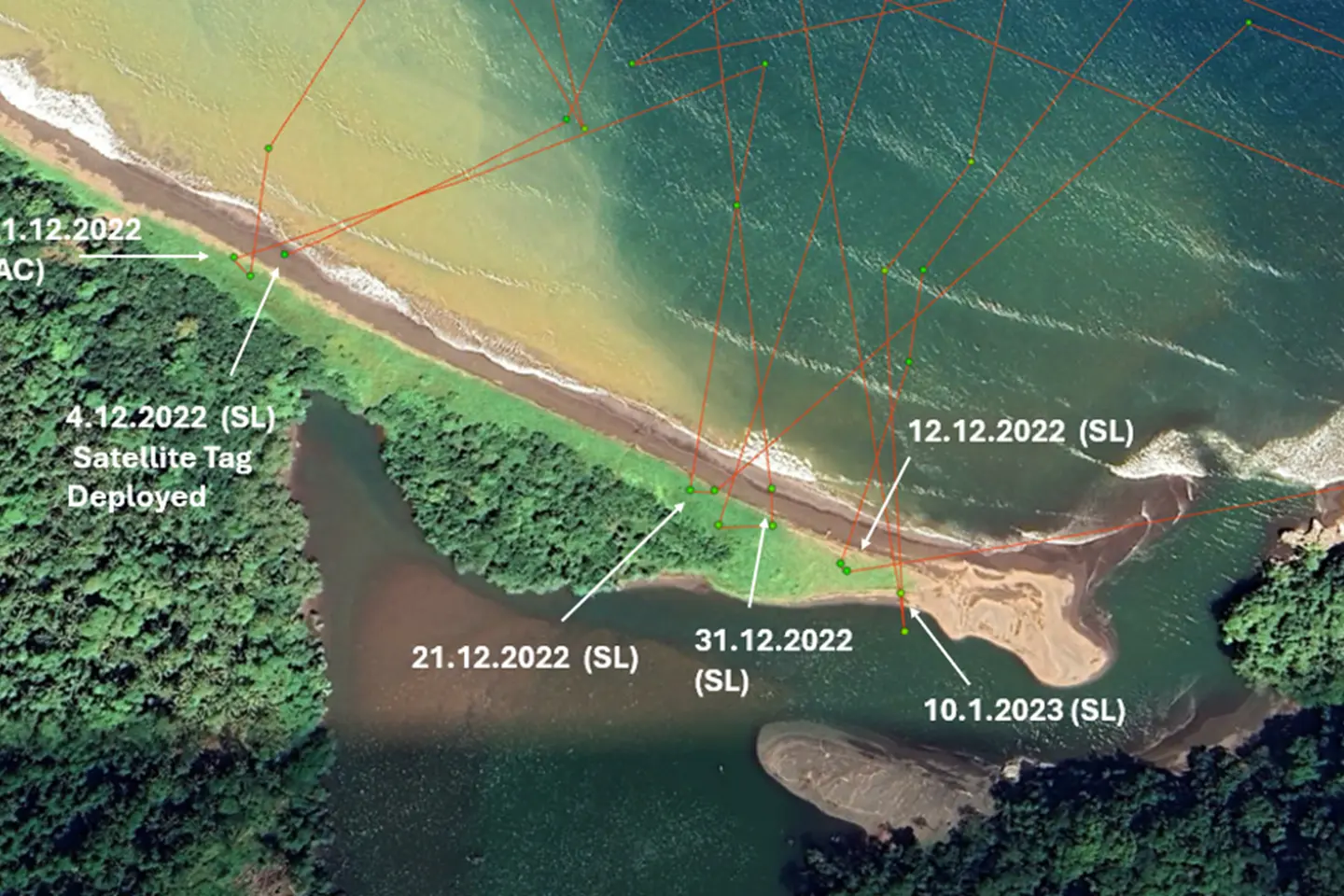 Haevo beach from above, with the visits of one satellite-tagged leatherback: tagged while nesting on 4 December 2022, she came back to lay four more clutches on the same beach (SL) before leaving on 11 January 2023. AC marks a crawl without laying.
