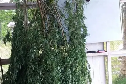 Police Uproots Marijuana Plants in West Rennell