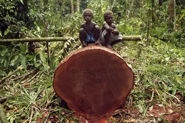 A Forestry expert has warned that Solomon Islands forest will inevitably become a “sunset industry” facing almost a complete depletion of forest resources from 2015 up to the late 2020’s.