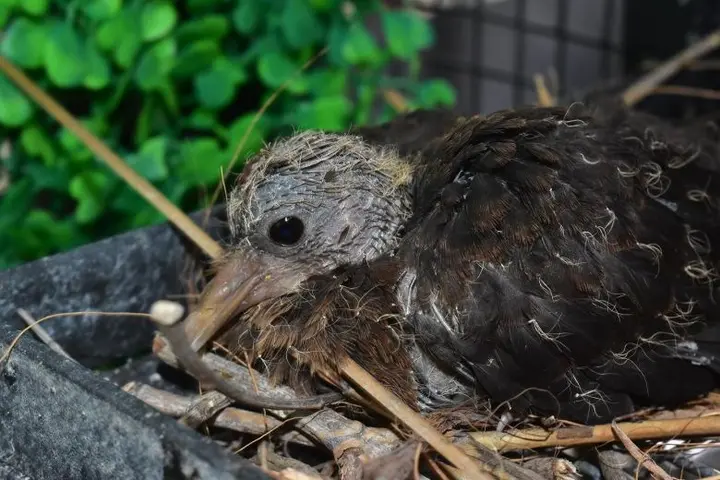 Four baby Santa Cruz ground doves were born at Jurong Bird Park in Singapore in recent weeks, making the park the first zoological institution in the world to successfully breed the highly threatened bird species under human care.