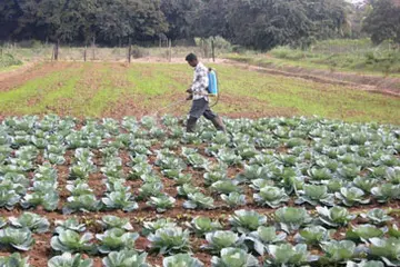 SPC Supports Production of Vegetables, Safe for Human Consumption