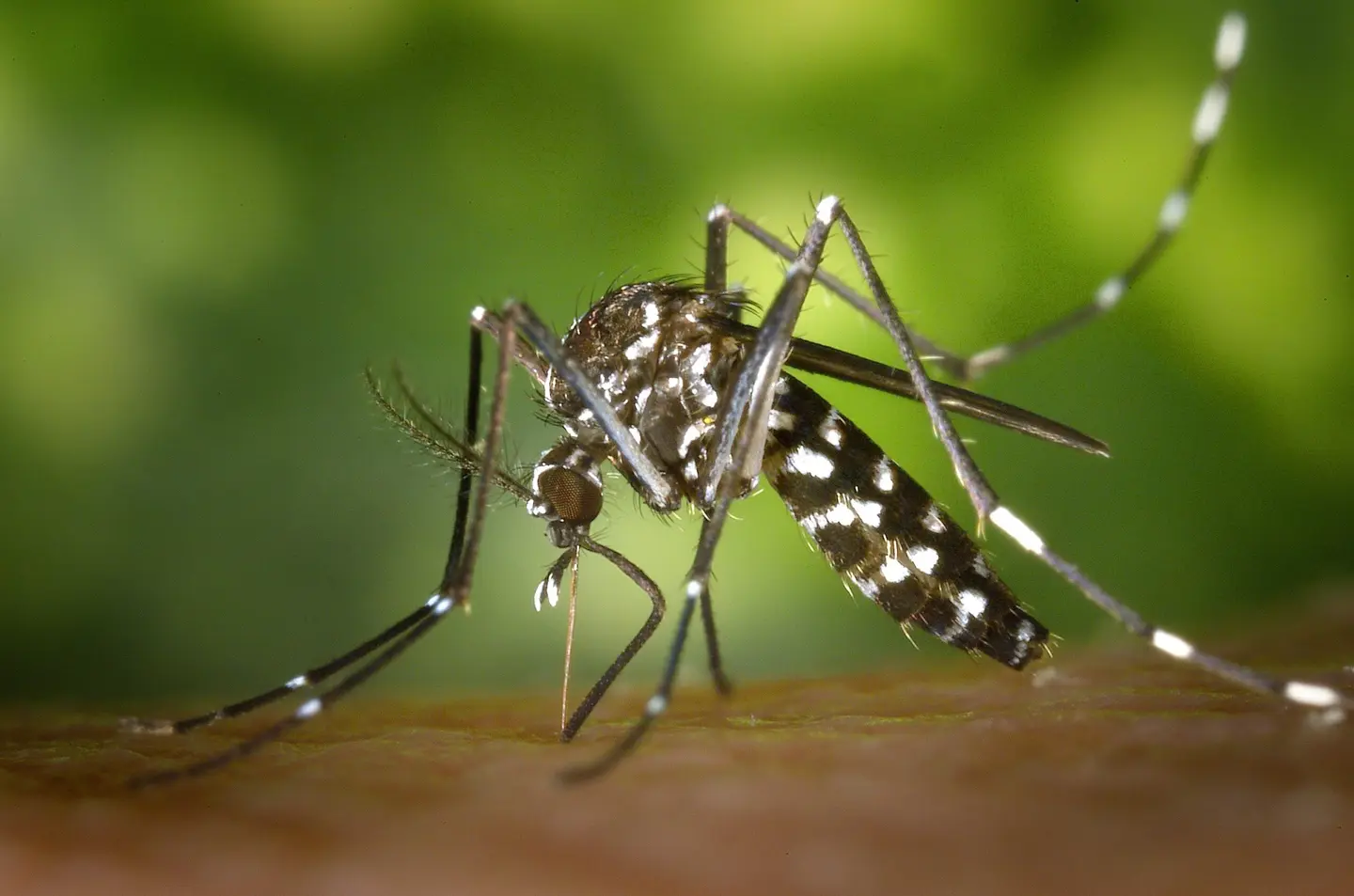 According to the latest World Health Organisation malaria report, Solomon Islands is dealing with more than 160,000 cases a year and, even though the government has a plan to eliminate malaria by 2030, the country hasn't adapted to the mosquitoes' new behaviour.