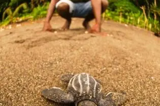 More than 1000 endangered green and leatherback turtles hatched from nests on Tetepare beaches.