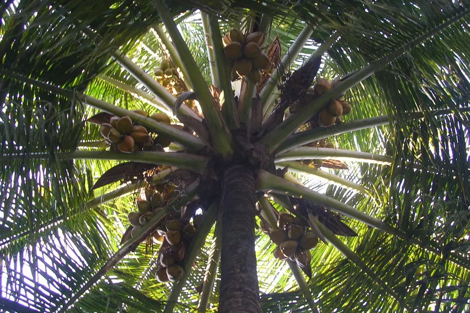 The Solomon Islands virgin coconut oil export industry is facing high competition from other suppliers in the Pacific and South East Asia regions, including Fiji, Samoa, Thailand and the Philippines.