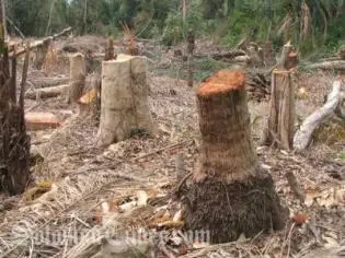 Shift2Neutral and the Solomon Islands Carbon Project believe this can be achieved with real benefits to local stakeholders.