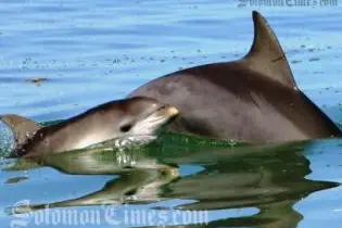 Dolphin Exporter Wins Court Case