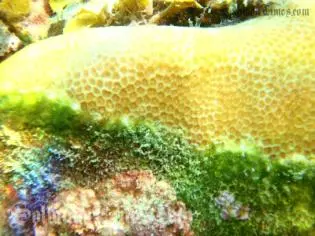 SW Pacific 2009 photographic evidence clearly shows algae in a green line between dead and healthy coral.