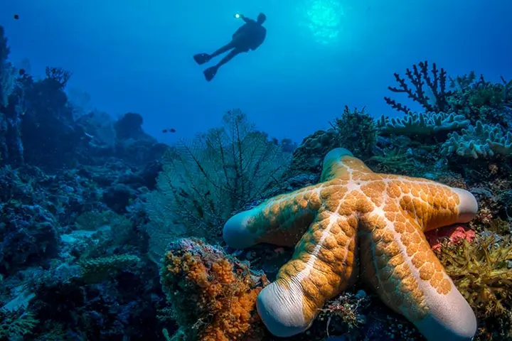 Dive sites in the Solomon Islands are wonderfully accessible, with the majority of sites located close to shore with just a few requiring a long journey out on a boat.