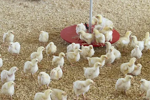 Project recipients/farmers will collect their day old chicks, stockfeed and equipment from Vuvula Poultry Limited.