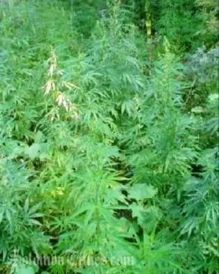 Police have warned youths that the cultivation and peddling of marijuana is a serious crime that carries heavy penalties.