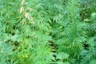 Police have warned youths that the cultivation and peddling of marijuana is a serious crime that carries heavy penalties.