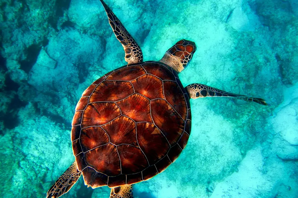 Women Working Together to Save Endangered Sea Turtles