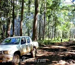 KFPL operates a 14,400 hectare certified-sustainable forest plantation on Kolombangara Island in Western Province.