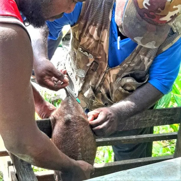The team also provided an anthelmintic and antibiotics drugs injections to sick pigs.