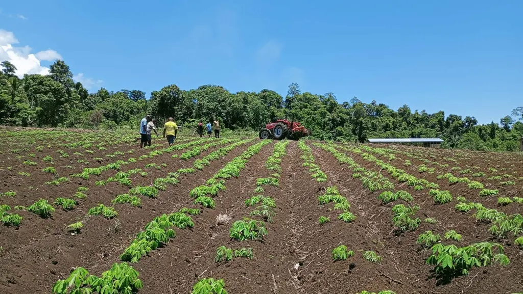 One of the donated tractors being used at the Varivao Ltd holdings farm on Guadalcanal.