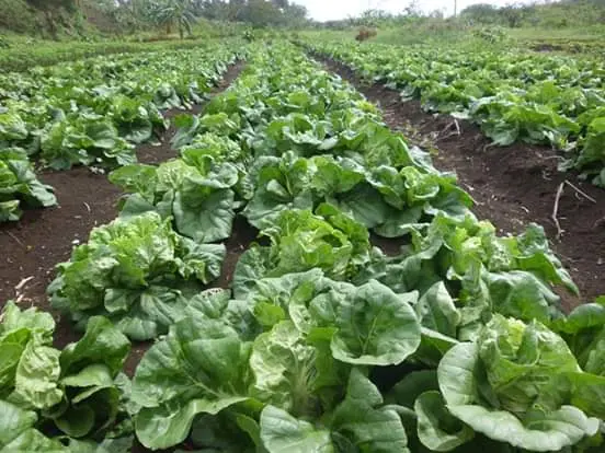 Unemployed Youths Start Organic Farm