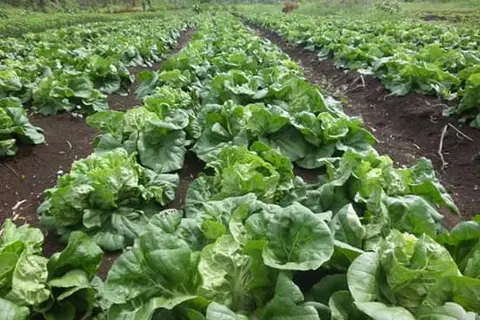 Unemployed Youths Start Organic Farm